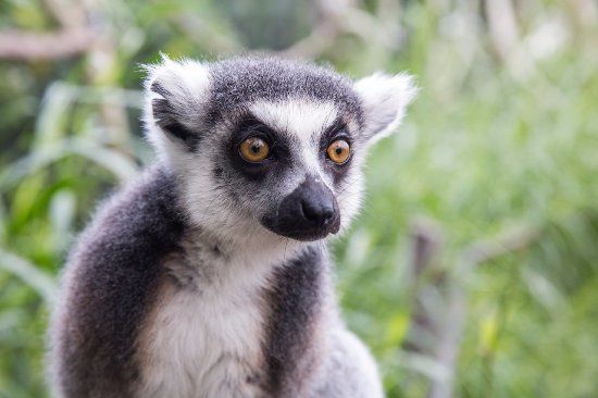 Zoo de Melbourne